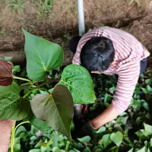 ԭԭ�Ѷ������翹��ǿ������