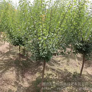 ����***�ؾ�5���ֺ�÷���۸������Ǯһ�� ���� ͼƬ