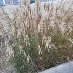 佳颖园艺 细叶芒价格 细叶芒高品质苗