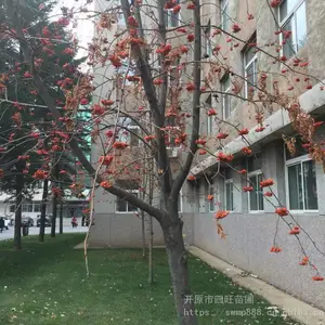 辽宁东北供应 百花花楸 红果花楸 大树小苗***格