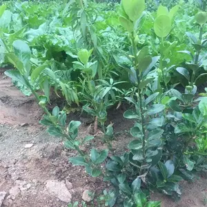 泰安30公分高冬青小苗培育基地，30公分高冬青苗***格