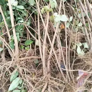 ������Ʒ�ֽ��� ��ҩ�������� ��������� ԰���̻�������