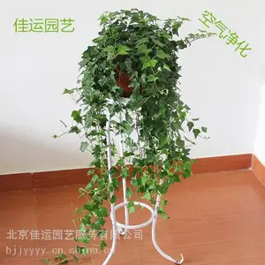 北京绿植养护室内绿植养护家庭绿植植养护