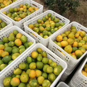 ���������� �ܽ���ת�� ��ɫ�ִ���ת�� PEȫ����