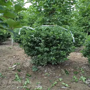 0.8-2.5�׶�����������Դ���� ��Ҷ��ҶŮ���� �̻�������ľ