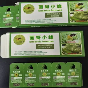 天敌丽蚜小蜂寄生蜂防控烟、白粉虱 银叶粉虱果蔬园艺花卉专用产品