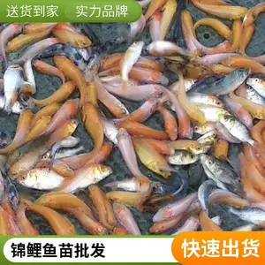 观赏鱼苗8-12公分批发 山东烟台本地锦鲤鱼苗养殖场