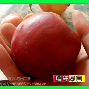 中油金铭桃苗价格 2019年高清大图介绍