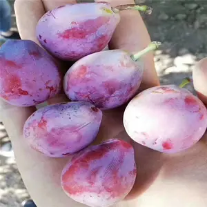 ��ũũҵ ������Ĺ��ַ�������÷����ɻ�*** ��ʵ�ڸк�
