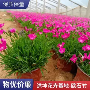 欧石竹 基地直销 草坪花卉景区花卉工程花苗 时令草花品种