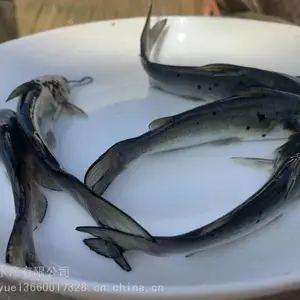��ҵ***����***��β�t���� ���ϲ�β�� ��β�tˮ�����ֹ��