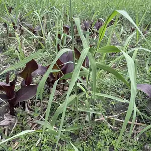 批发芦苇工程苗 芦苇大杯 芦苇小杯 芦苇基地产地