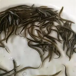�㶫�������籨�� �Ʒ�ˮ���糡�����л��������� ʯ׶����