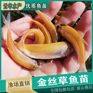 ���Ľ����������� �������������� �⵹��������