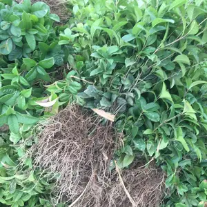 供应 四季桂花小苗 园林绿化工程用的苗木品种 湖南郴州苗圃价格优惠