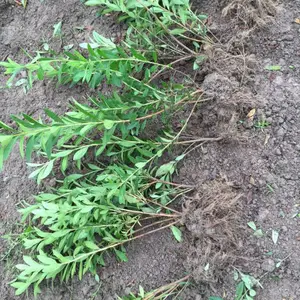 铜仁毛鹃 夏鹃 西洋鹃 羊踯躅 迎红杜鹃 马银花云 银杜鹃