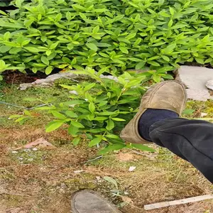 广东深圳春鹃苗厂家专业专注