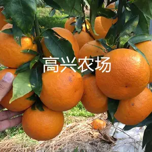 爱媛43枝条 爱媛43苗 象山新品苗木价格