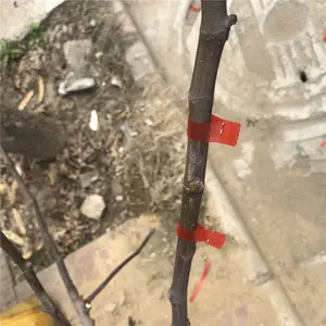 ֦���̶�԰�հ�֦�� ��ũ���հ�����
