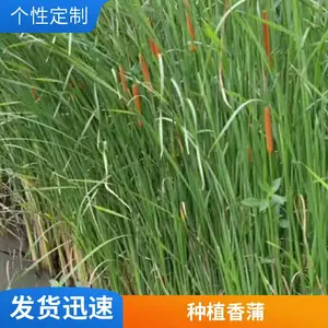 ������ ������ ������ˑ�� �ɻ�*** ԰���̻� �ֻ�ֱ��