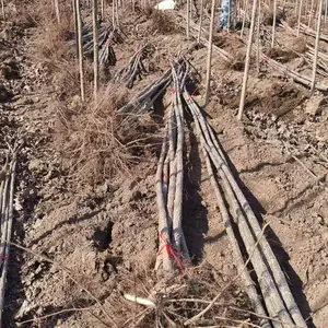 山东聊城临清杨树苗基地批发出售 一年生杨树苗产地3公分杨树苗厂家