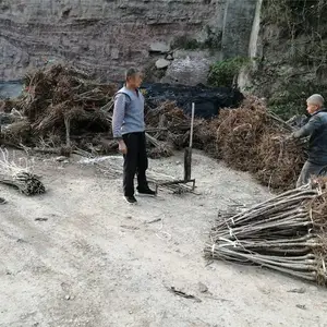 云南脆红李子树苗、脆红李子树苗供应、脆红李子树苗什么价位