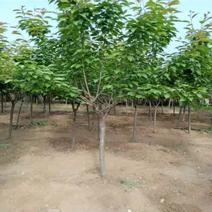 ӣ������������ ӣ������ �߸�ӣ�� 5����6����8����ӣ�����۸�