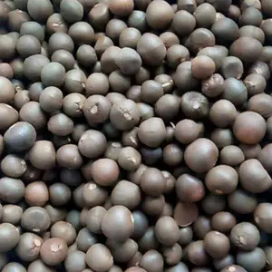 新采收万斤茶叶种子供应 昊天园林红茶绿茶种子基地