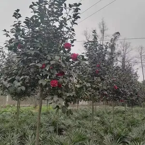 �ɶ��軨�� ������ ���۵ĸ߸˲軨������ ���Ӷ��ܶ�