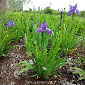 蓝花鸢尾林下花镜花丛观赏绿植 蝴蝶花/鸢尾花江苏便宜