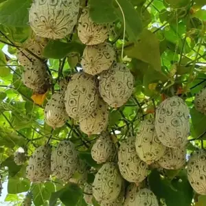 供应进口水果火参果 国产水果非洲蜜瓜 求购火参果 收购火参果 火参果病虫害*** 火参果市场行情