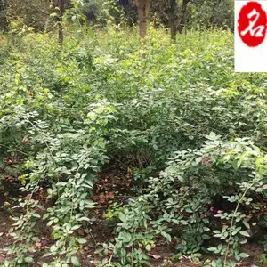 �Ĵ��ٱ��¼��۸� �ɶ��������Ի���ֱ�� ͥԺ����ǽ���̻� �������