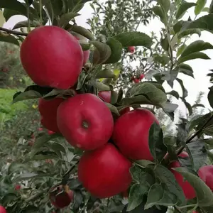 �� �� ˮ�� �� ���г� �� �� �������� â�� ƻ�� �� �㽶