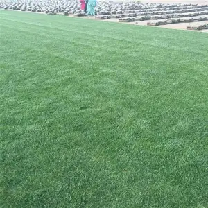 果岭草草坪草皮 四季青 好打理 操场高尔夫球场 别墅区地被栽植