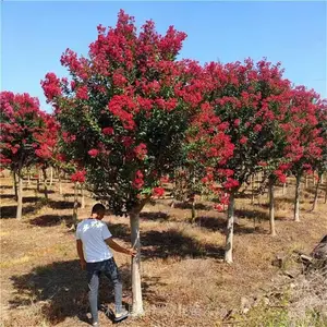 占地用10公分老紫薇 退林还耕 好树形低价 带土球发货好养活