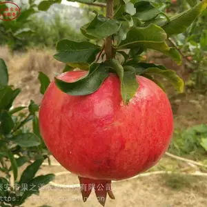 īʯ���� īʯ�������������