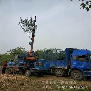 ����Ե �޽�ԭ����÷���籨�� ��÷�����ֲ�� ���۹�Ӧ