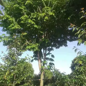 ������Ҷ�� ��Ӧ�̻����� �е��羰�� �����ü۸��� �ͺ���Ҷ����������