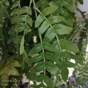 家居装饰假槐树花仿真绿植垂吊森美仿真植物