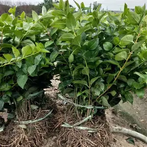 园林观赏花卉植物金钟花 花坛花镜配植 公园景观造景绿化