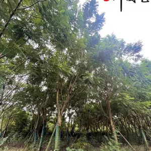 �������ֻ��� ���۴���20������������� �������� �ɶ�����麴����� ��������