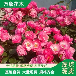 �໨�޴�Ǿޱ �д� ���� �ٱ��¼�������ֲ�� ǽ������ۻ��̻�