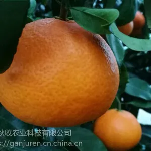 红美人柑橘苗哪里比较好且正宗
