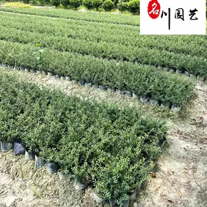 ���ع�Ӧ��׶��� ԰�ֹ���С���̻���ľ �ļ����� �Ĵ���׶������