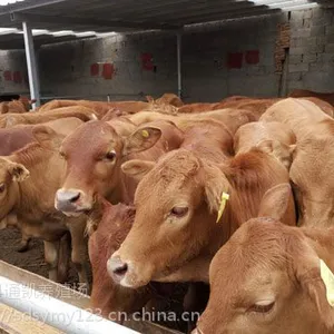 鲁西黄牛牛犊价格 西门塔尔牛改良品种 现在肉牛养殖行情发展规划