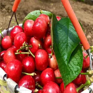 ��֬��ӣ���� ����ũҵ �����ӣ���� ��������