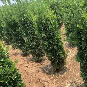 大叶黄杨柱,高篱笆直接成型