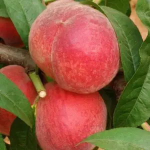 2公分秋彤桃苗多少钱一株 2公分秋彤桃苗培育种植基地 2公分秋彤桃苗介绍及图片