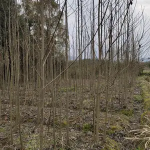 50-80高马褂木苗,地径2公分马褂木树苗