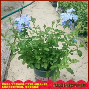԰�־����̻��ݻ� ����ϲ��ʪ ������ѩ�� �˶�����